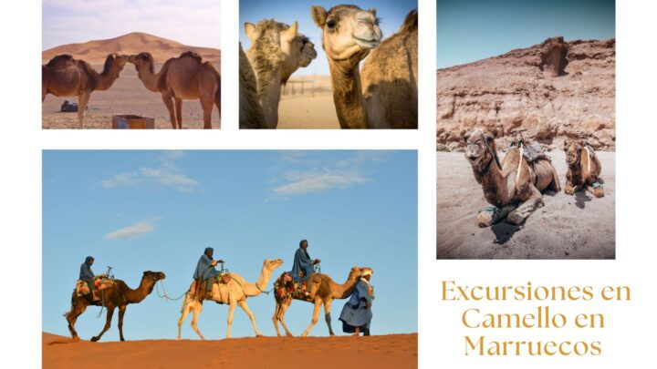 Excursiones en Camello en Marruecos