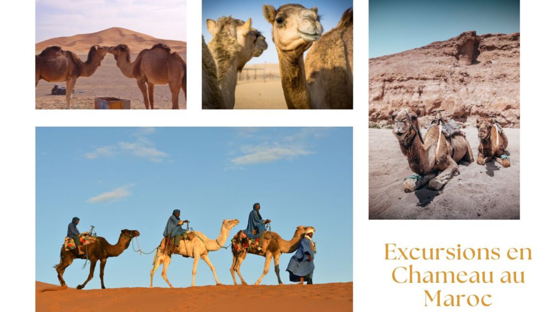 Excursions en Chameau au Maroc