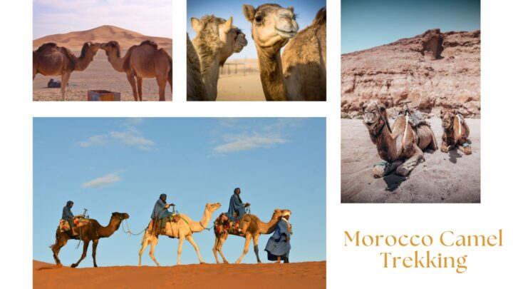 Morocco Camel Trekking