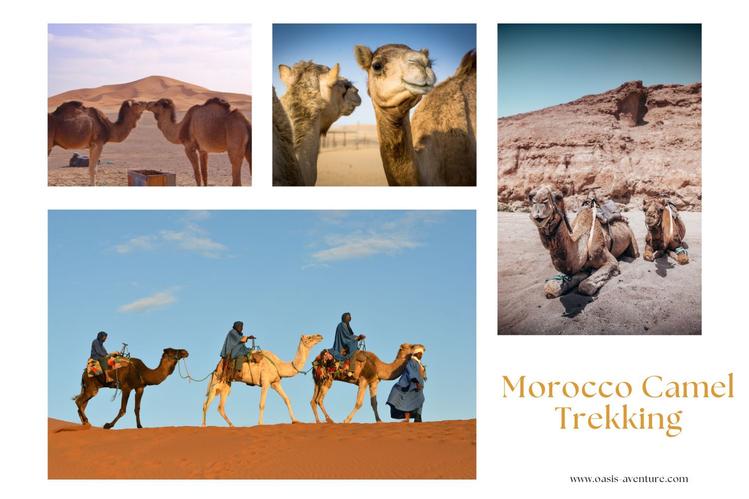 Morocco Camel Trekking