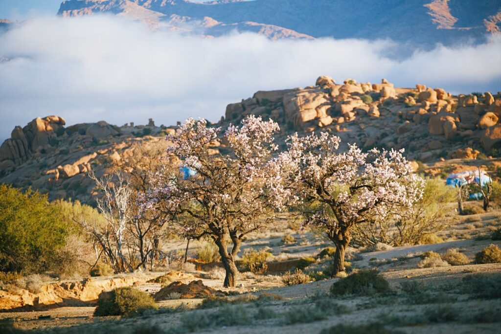 Festival des Amandiers en fleurs à Tafraoute